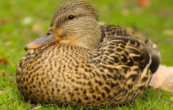 Picture autumn, birds, nature, duck, Mallard