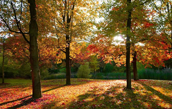 Forest, leaves, the sun, light, trees, branches, Park, positive