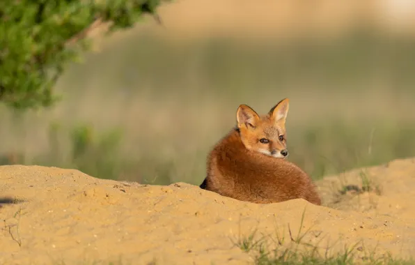 Sand, look, branches, nature, pose, back, Fox, lies