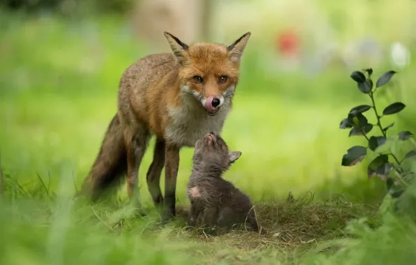 Nature, background, Fox