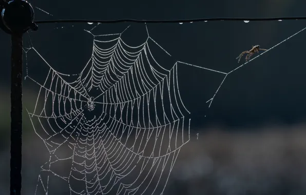 Nature, web, spider