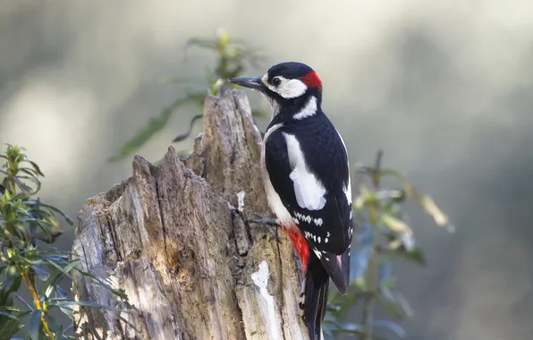 Nature, bird, woodpecker