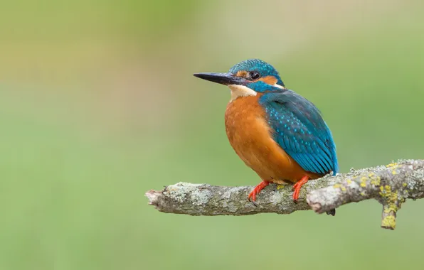 Picture branches, bird, beak, Kingfisher