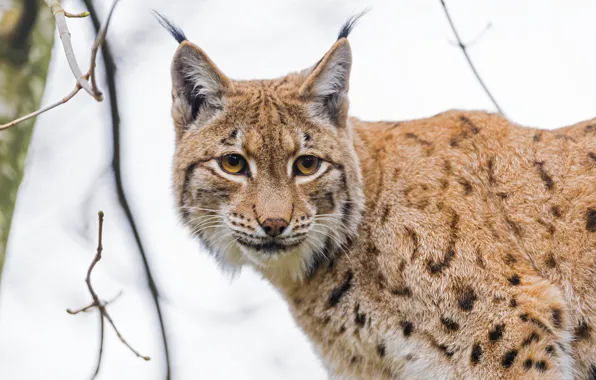 Cat, face, portrait, lynx, big cat