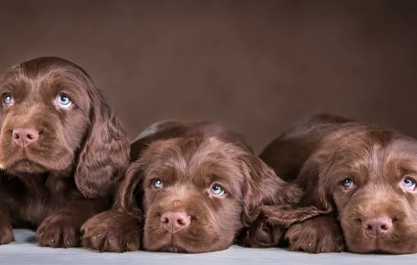 Puppy, trio, Spaniel, chocolate