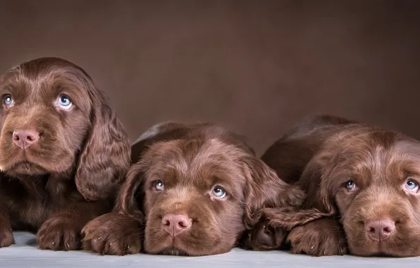 Puppies, trio, chocolate, Spaniel