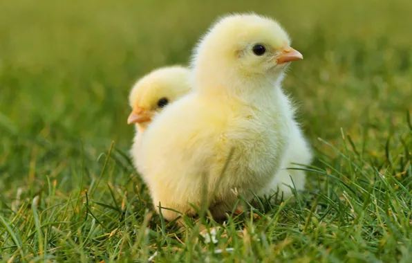 Nature, Weed, Chickens