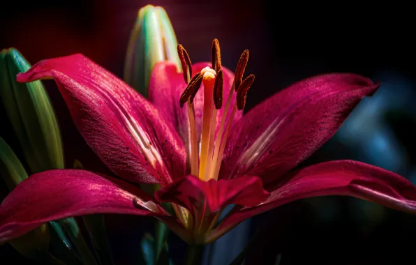 Flower, macro, light, the dark background, pink, Lily, petals, stamens