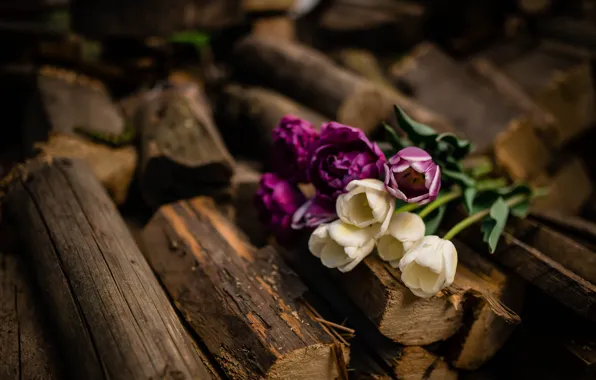 Picture flowers, bouquet, tulips, wood, white, lilac, bokeh, logs
