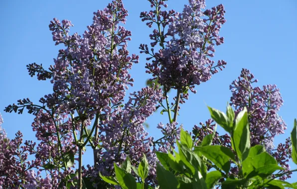 Morning, lilac, April, spring 2018, Mamala ©