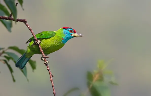 Branches, bird, animal
