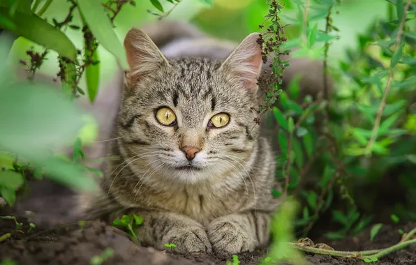 Picture cat, grass, cat, look, legs, muzzle, Alexey Korneev