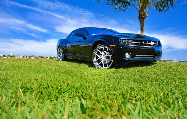 Picture the sky, clouds, reflection, Palma, lawn, black, wheels, Chevrolet