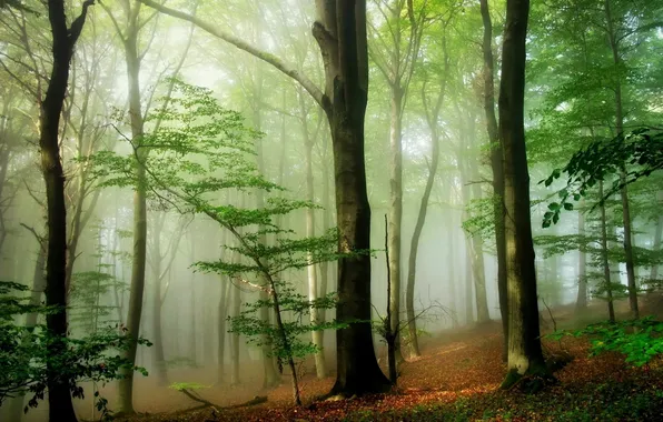 Forest, trees, nature, fog
