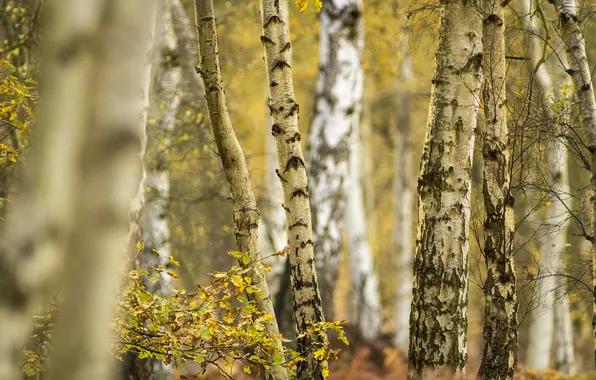 Picture autumn, forest, leaves, trees, birch, grove