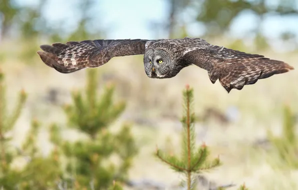 Picture flight, owl, bird, tree, spruce, needles