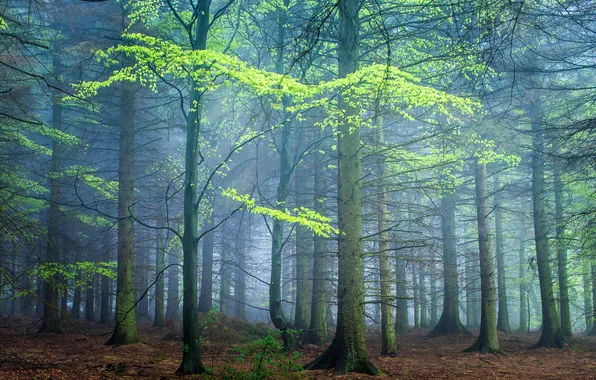 Picture forest, trees, fog, UK, Darley Moor