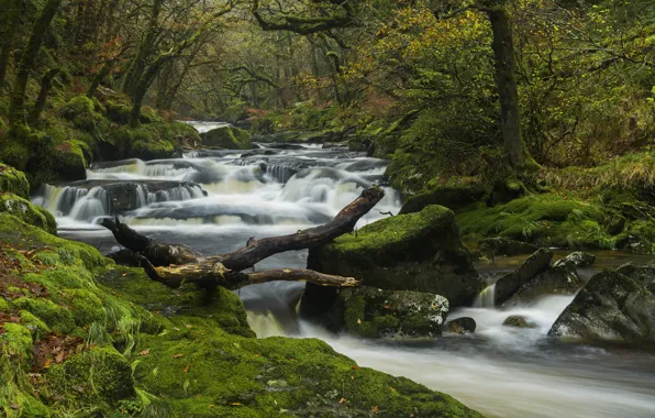 Autumn, forest, trees, river, England, moss, Devon, thresholds