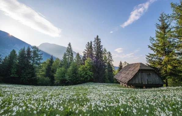 Picture the sky, grass, the sun, light, trees, flowers, house, hut
