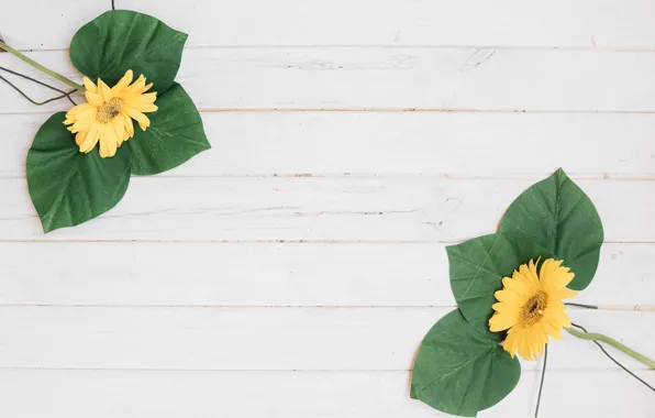 Flowers, Leaves, White background, Gerbera