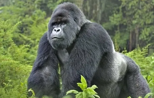 Nature, animal, gorilla, wildlife