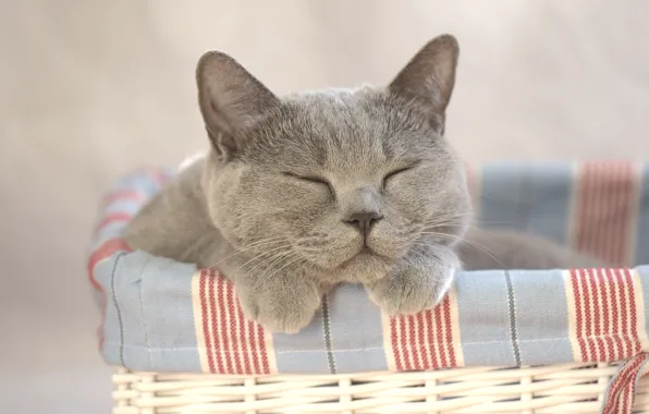 Cat, house, background