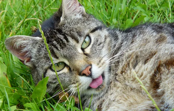 Picture greens, language, grass, cat, close-up, muzzle