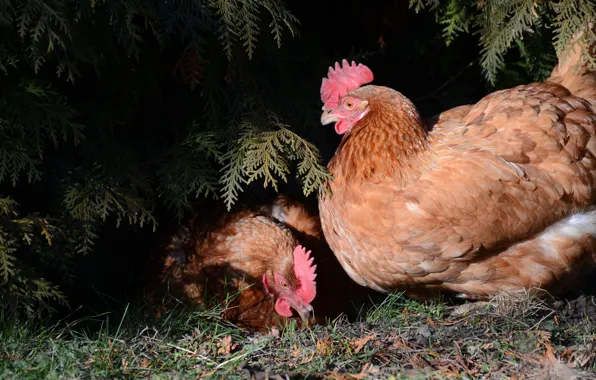 Birds, a couple, chicken, chickens