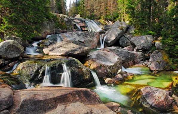 Forest, trees, stream, stones, Sunny