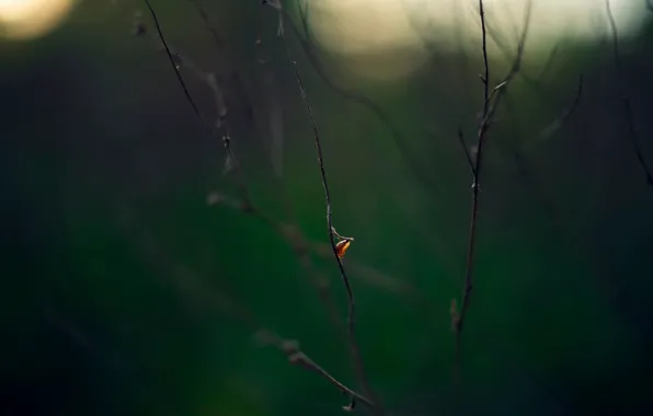 Picture leaves, macro, branches, bokeh