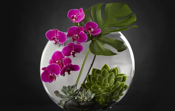 Aquarium, plants, Orchid