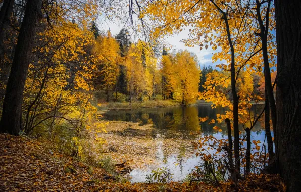Picture autumn, forest, the sky, trees, branches, yellow, lake, pond