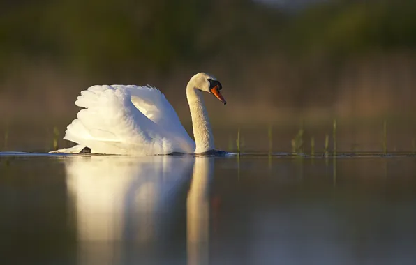 Picture white, grass, sunset, lake, pond, surface, reflection, bird