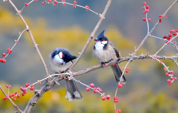 Picture birds, branches, berries, tree, China, garden, China, Beijing