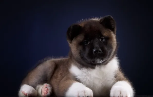 Look, background, dog, Puppy