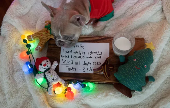 Dogs, letter, toys, dog, Christmas, costume, New year, French bulldog