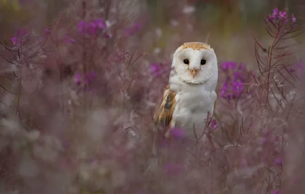 Summer, look, flowers, owl, bird, blur, pink, bokeh