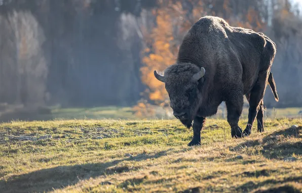 Picture giant, Bison, Svetlana Pisareva