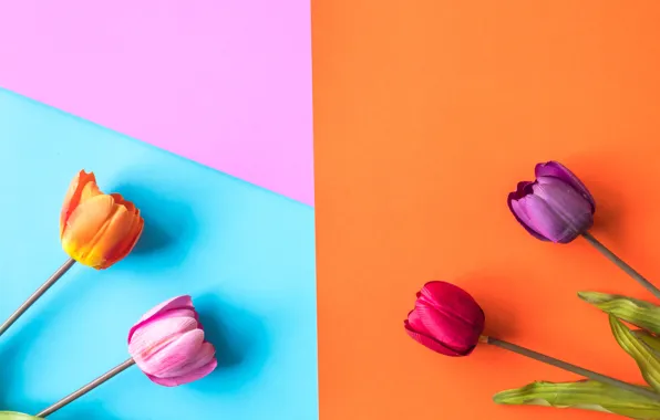 Picture flowers, background, colorful, tulips, flowers, tulips