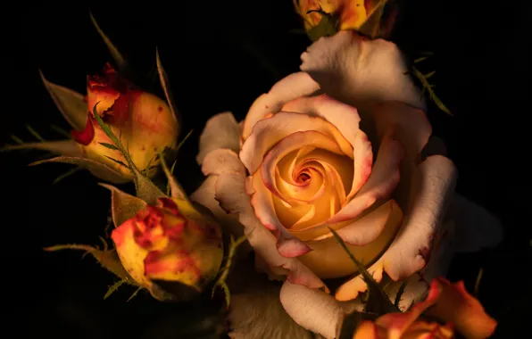 Flowers, roses, bouquet, black background, orange, buds