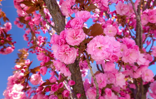 Flowers, branches, spring, Sakura, pink, flowering, a lot, blue background