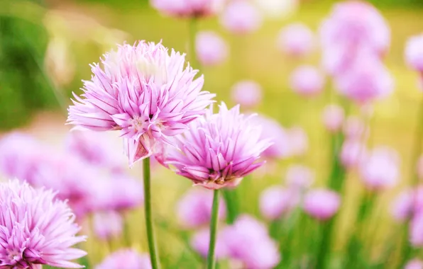Picture flowers, clover, bokeh