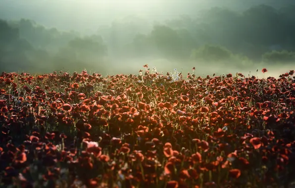 Field, nature, Maki, morning