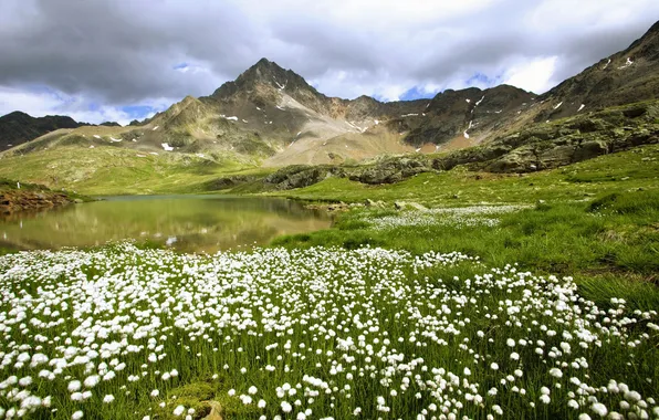 Picture field, flowers, mountains, pond