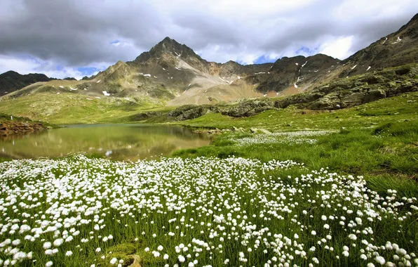 Field, flowers, mountains, pond