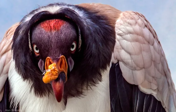 Picture bird, Sarcoramphus, Royal vulture