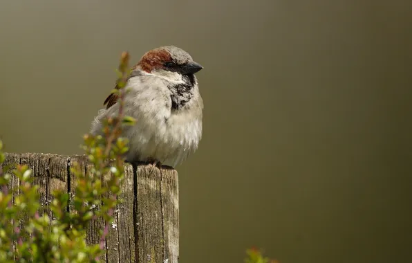 Background, bird, plants, post, Sparrow