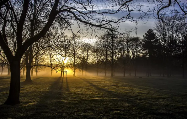 Picture light, fog, morning