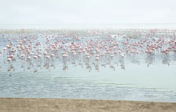 Water, birds, pink, Flamingo, a lot