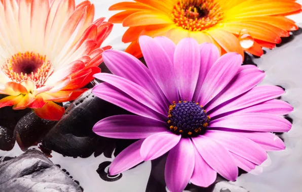 Picture water, stones, colorful, flowers, gerbera, gerbera, osteospermum